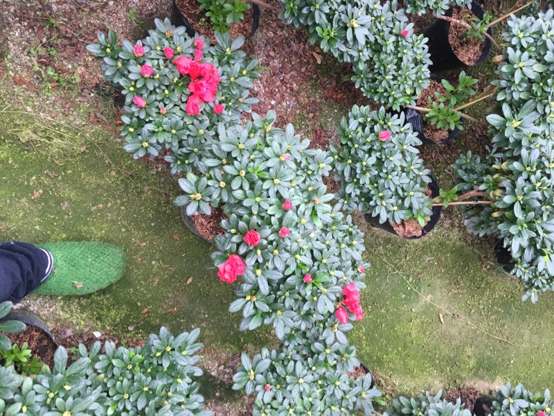 比利时杜鹃游龙造型正在开花