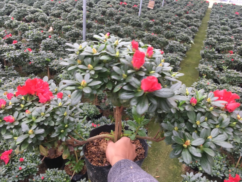 比利时杜鹃游龙造型正在开花