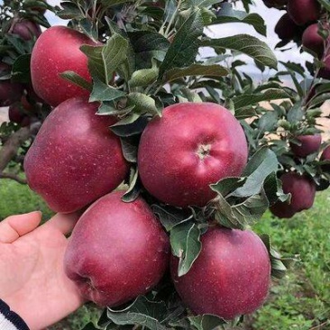 甘肃天水花牛苹果圆果高桩新鲜采摘现货