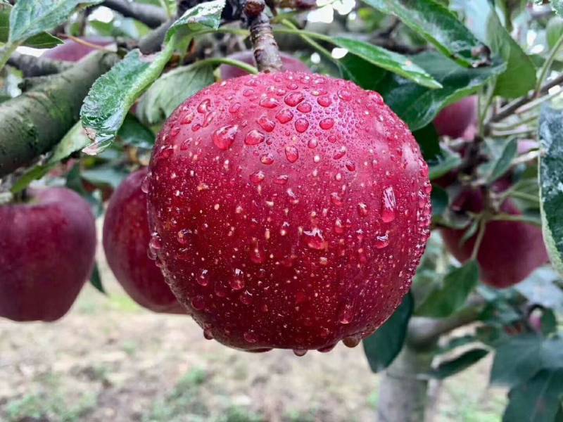 甘肃天水花牛苹果圆果高桩新鲜采摘现货