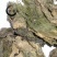 昆布,产地直供道地药材,药典标准,支持线上交易保障