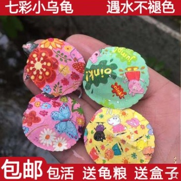 网红多彩色小乌龟活体七彩巴西龟彩绘小乌龟活物炫彩