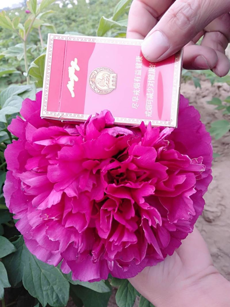 牡丹花，重瓣观赏牡丹，菏泽基地销售，现要现挖，保品种