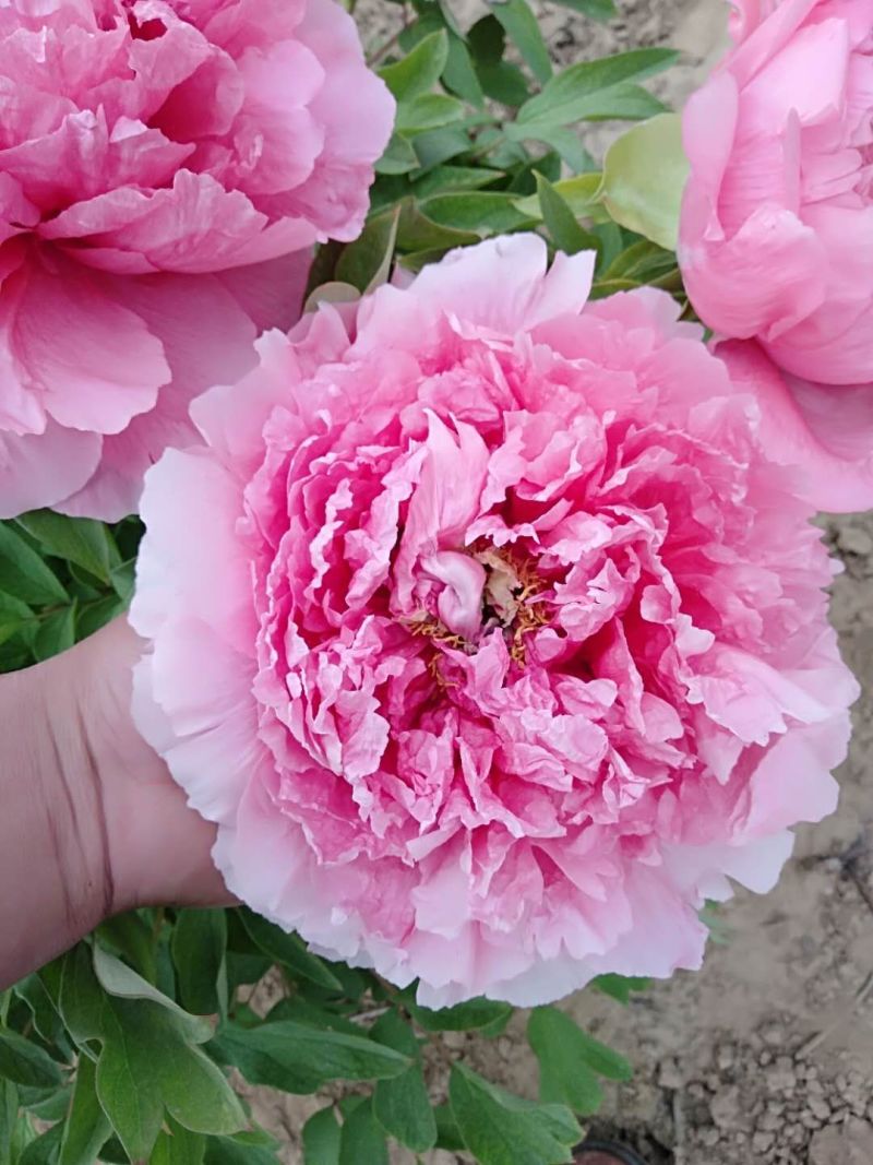 牡丹花，重瓣观赏牡丹，菏泽基地销售，现要现挖，保品种