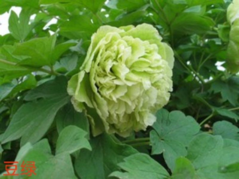 牡丹花，重瓣观赏牡丹，菏泽基地销售，现要现挖，保品种