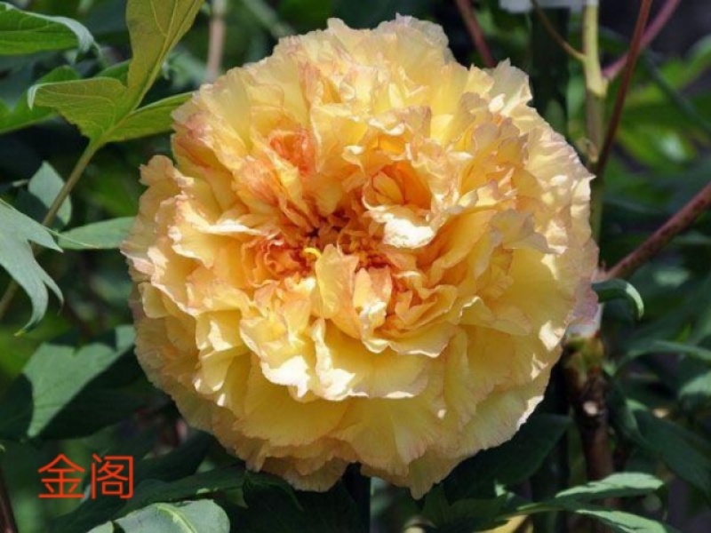 牡丹花，重瓣观赏牡丹，菏泽基地销售，现要现挖，保品种