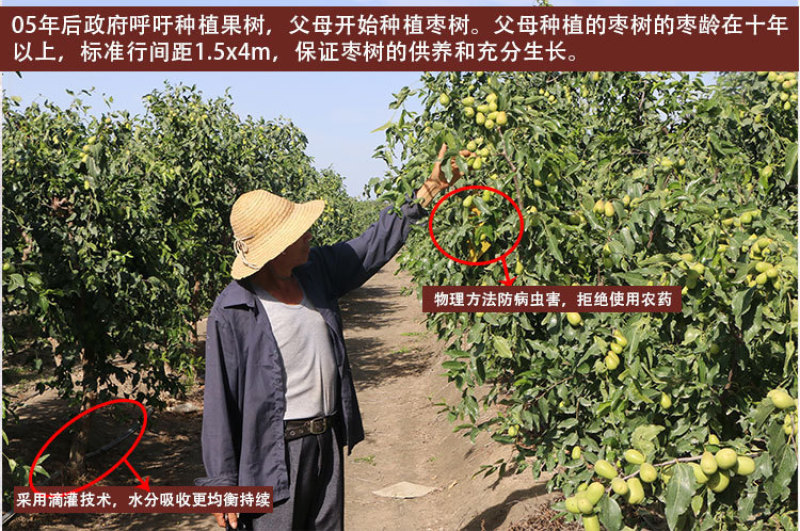 新疆特产和田六星大枣大个头免洗红枣原产地批发500g/袋