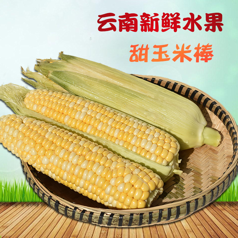 新鲜水果玉米5斤包谷甜脆生吃米棒云南特产新鲜甜玉米