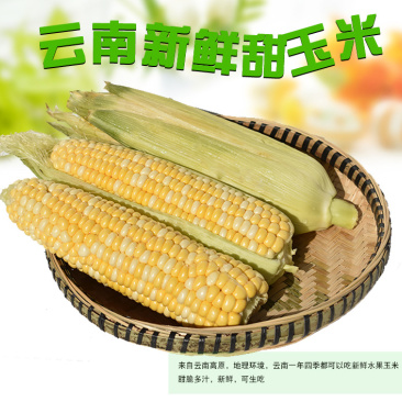 新鲜水果玉米5斤包谷甜脆生吃米棒云南特产新鲜甜玉米