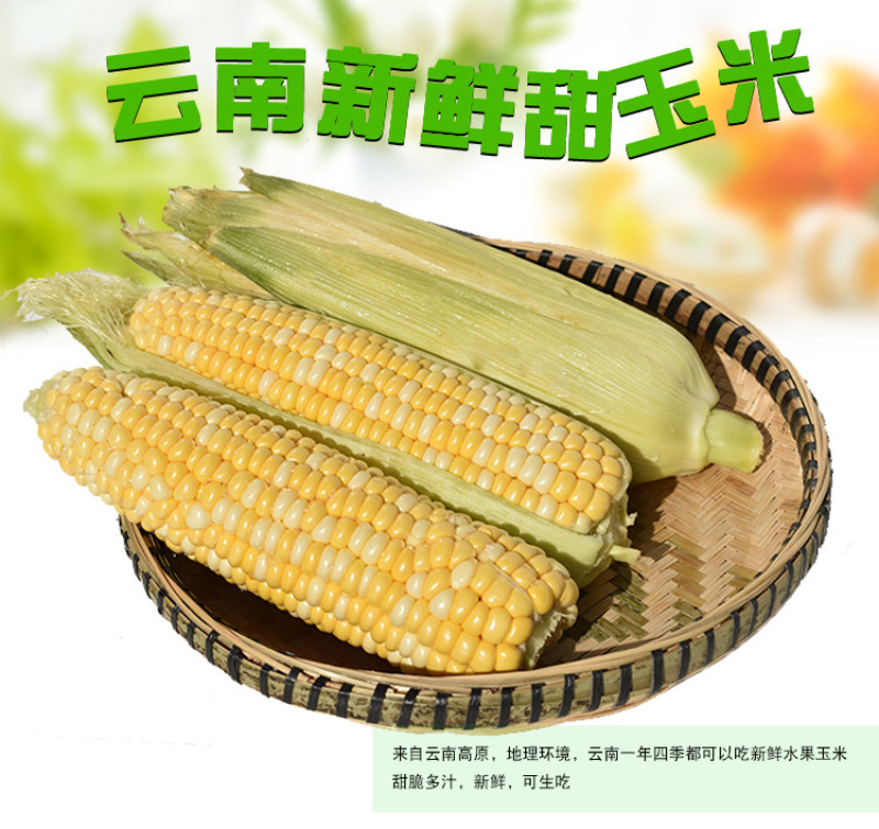 新鲜水果玉米5斤包谷甜脆生吃米棒云南特产新鲜甜玉米