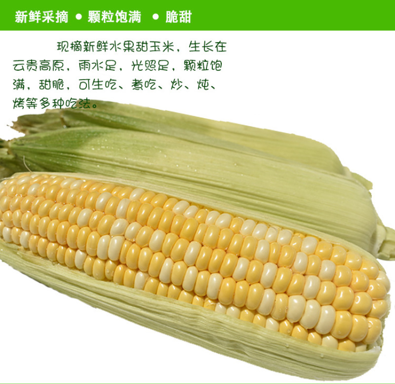 新鲜水果玉米5斤包谷甜脆生吃米棒云南特产新鲜甜玉米