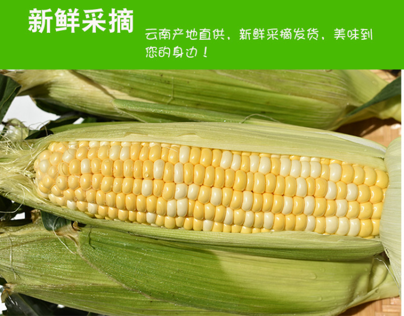 新鲜水果玉米5斤包谷甜脆生吃米棒云南特产新鲜甜玉米