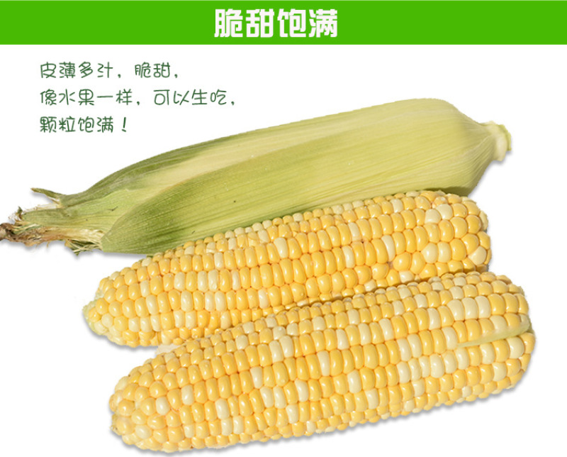 新鲜水果玉米5斤包谷甜脆生吃米棒云南特产新鲜甜玉米