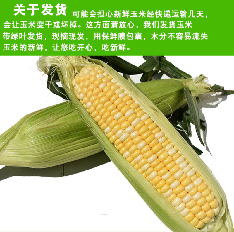 新鲜水果玉米5斤包谷甜脆生吃米棒云南特产新鲜甜玉米