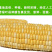 新鲜水果玉米5斤包谷甜脆生吃米棒云南特产新鲜甜玉米