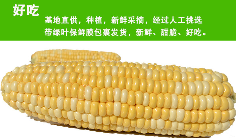 新鲜水果玉米5斤包谷甜脆生吃米棒云南特产新鲜甜玉米