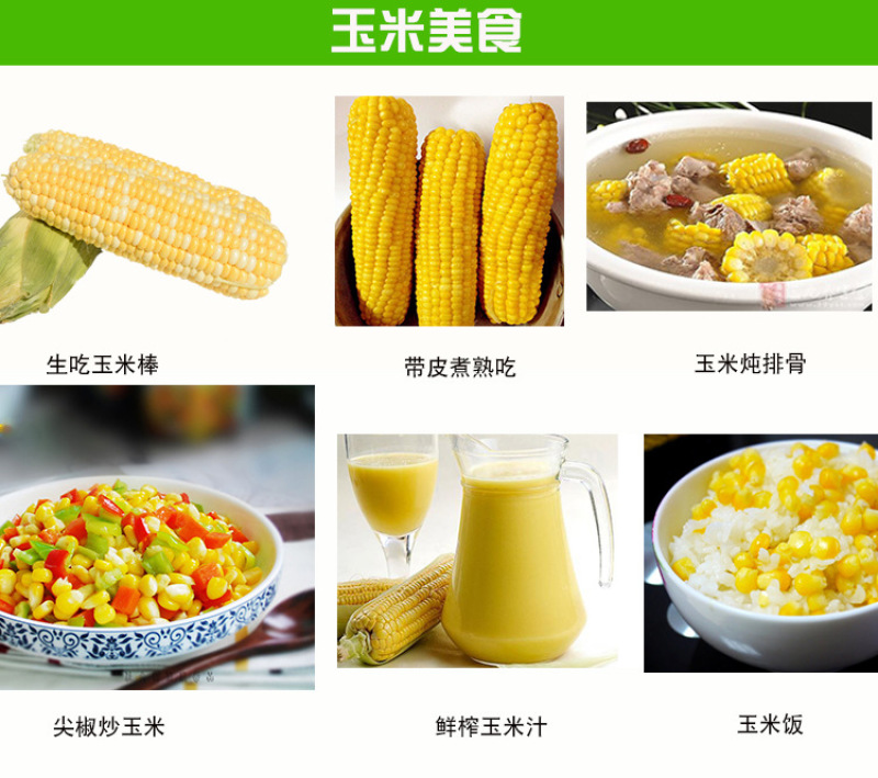 新鲜水果玉米5斤包谷甜脆生吃米棒云南特产新鲜甜玉米
