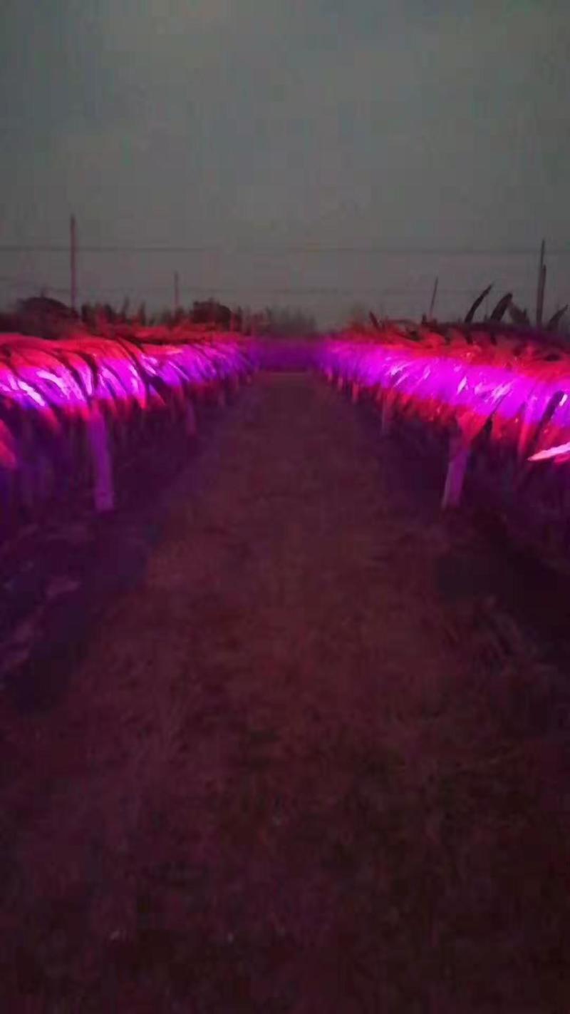 红皎阳激光植物补光灯火龙果生长灯大棚补光灯包邮