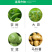 先正达阿立卡噻虫高氯氟蚜虫白粉虱杀虫剂进口药