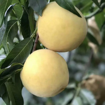 黄桃（黄金脆）