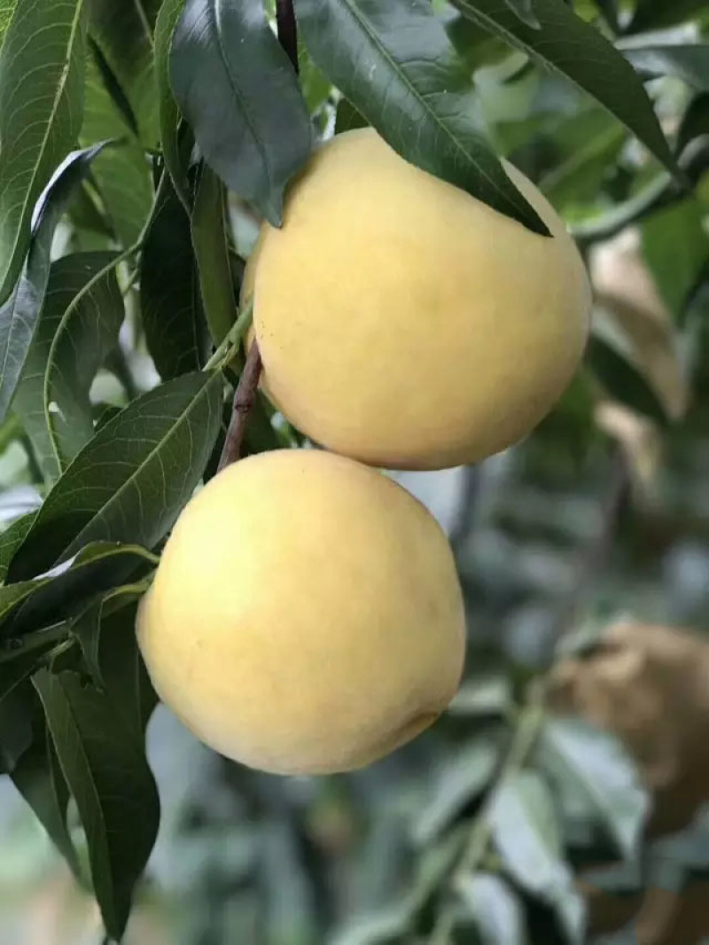 黄桃（黄金脆）