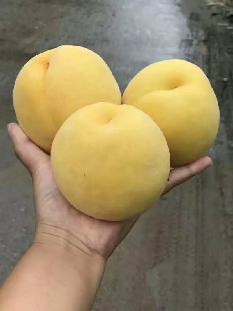 黄桃（黄金脆）