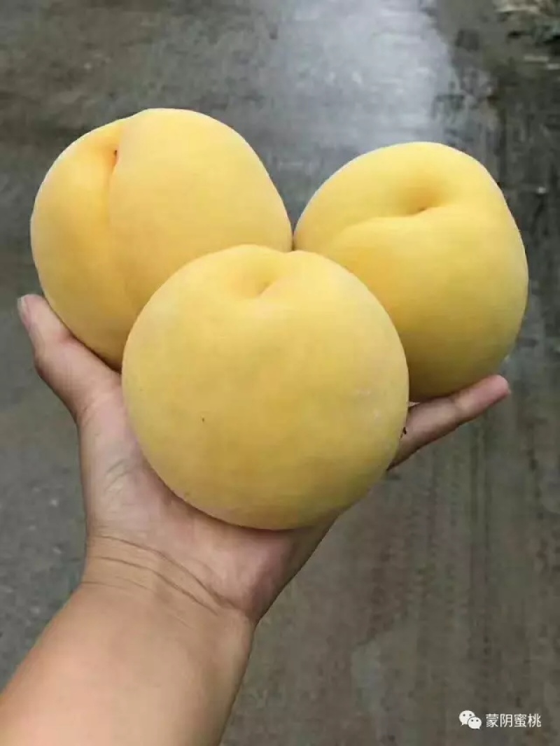 黄桃（黄金脆）
