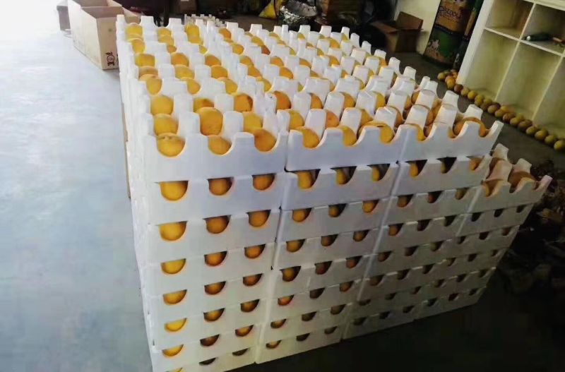 黄桃（黄金脆）