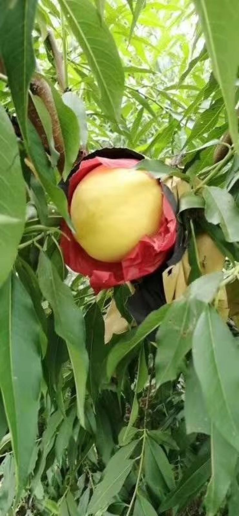 黄桃（黄金脆）
