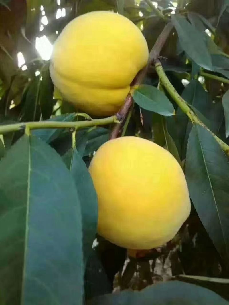 黄桃（黄金脆）