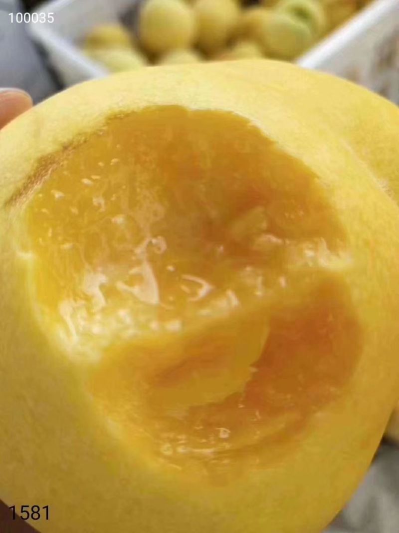 黄桃（黄金脆）
