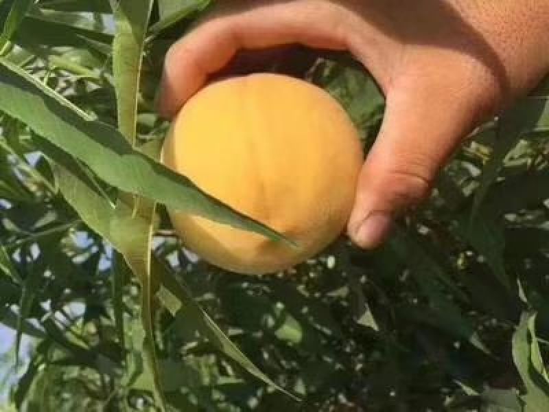 黄桃（黄金脆）