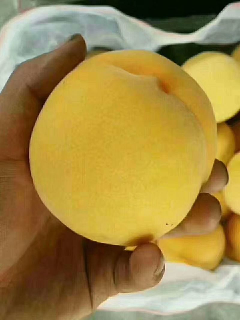 黄桃（黄金脆）