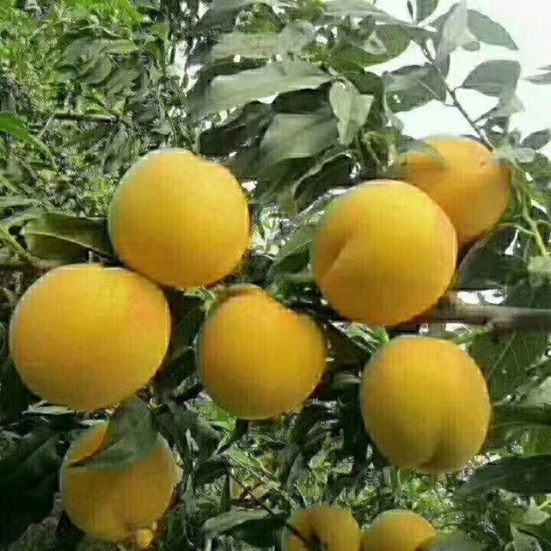 黄桃（黄金脆）