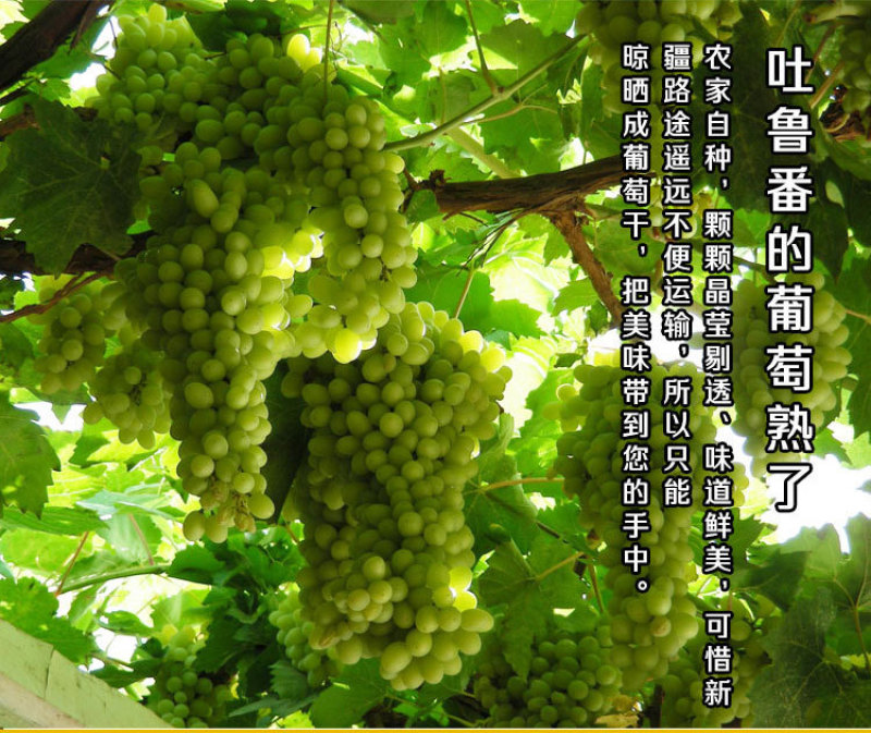 树上黄葡萄干独立小包装30g黄提子干新疆特产手抓包零食