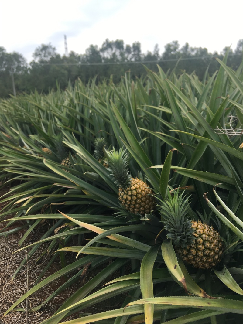 徐闻菠萝香甜美味质量保证整车发货批发