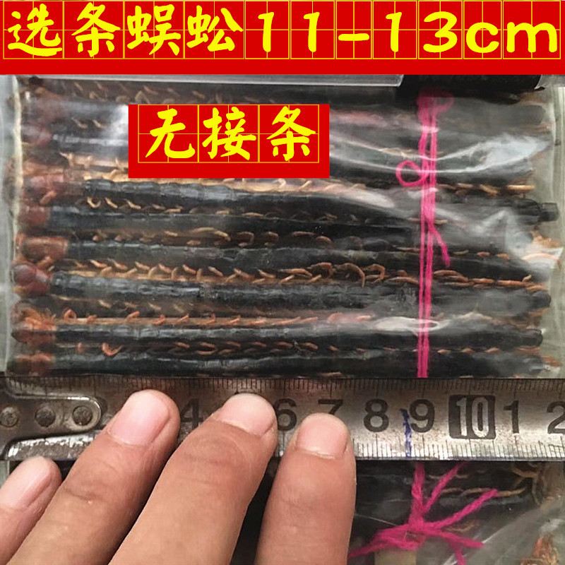 蜈蚣选条11-13cm无接条包邮