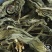 灵香草产地直供药典标准道地药材支持线上交易保障