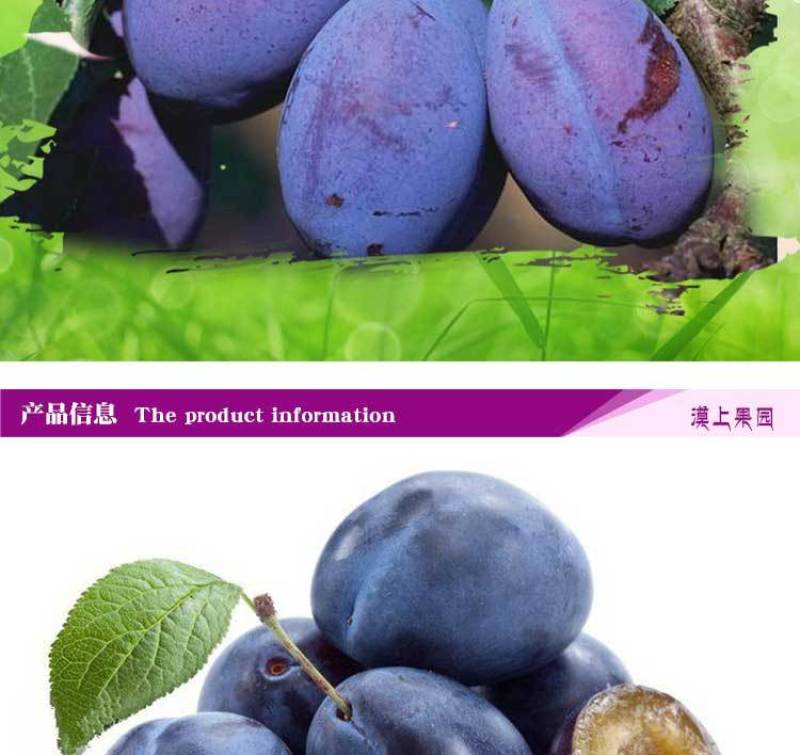 新疆大西梅女神西梅4斤顺丰包邮非黑布林法兰西当季新水果