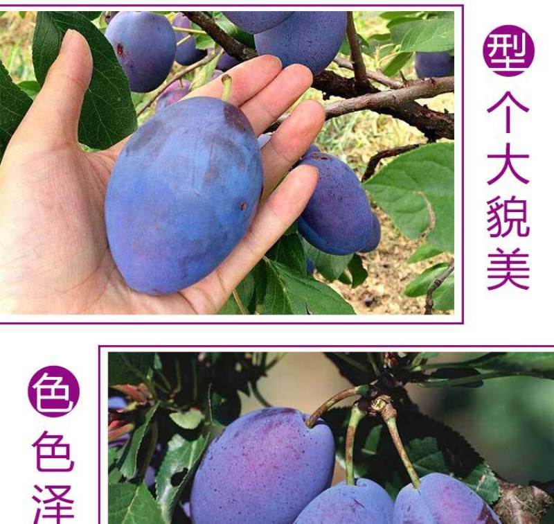 新疆大西梅女神西梅4斤顺丰包邮非黑布林法兰西当季新水果