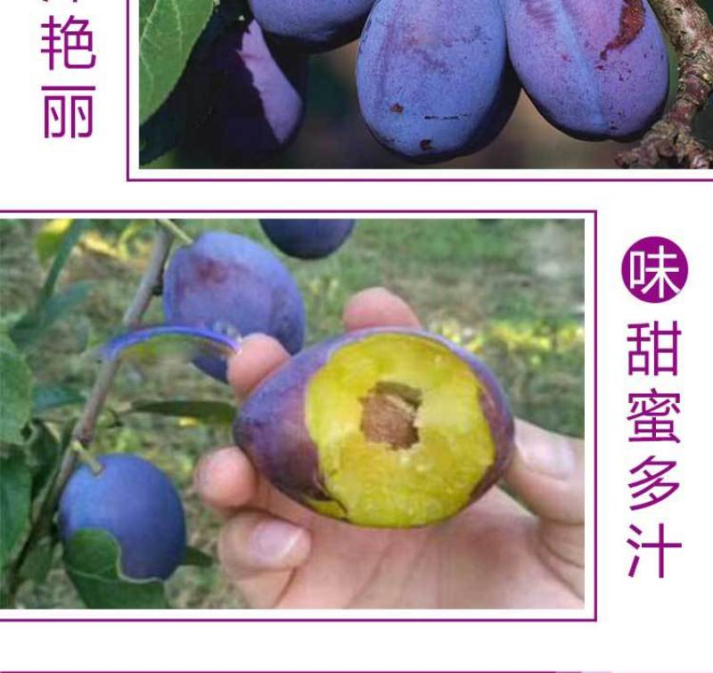 新疆大西梅女神西梅4斤顺丰包邮非黑布林法兰西当季新水果