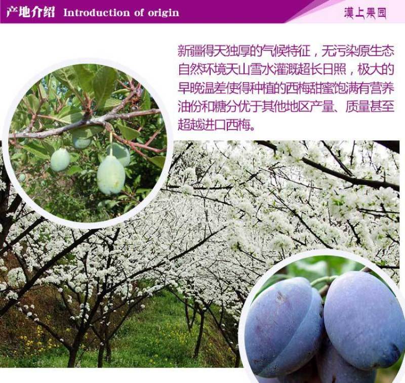 新疆大西梅女神西梅4斤顺丰包邮非黑布林法兰西当季新水果