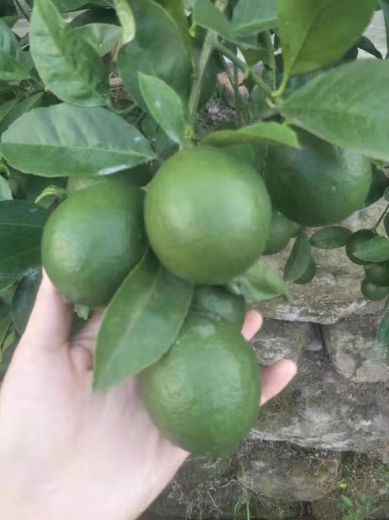 万州青柠檬