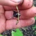 《金乌富贵1号》万亩基地，基地直供，育苗优质高产量何首乌