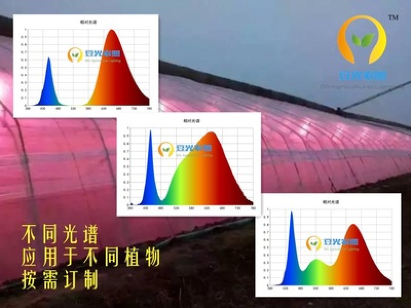 农业大棚专用50W植物生长补光灯户外防水补光灯