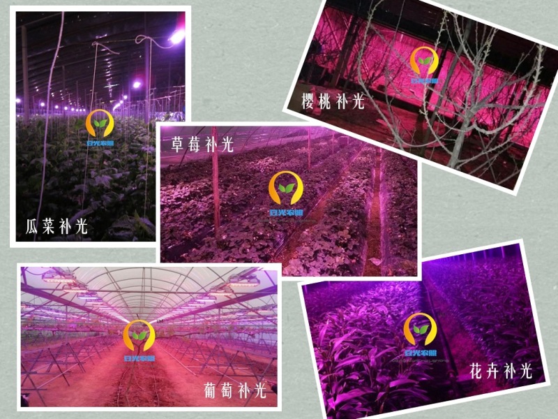 农业大棚专用50W植物生长补光灯户外防水补光灯