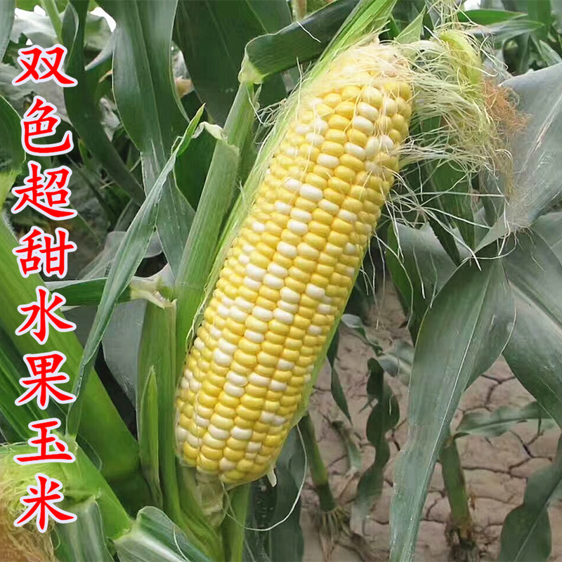 双色超甜脆蜜水果玉米种子生吃鲜食甜彩糯种籽大棒四季大田玉米籽