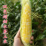 双色超甜脆蜜水果玉米种子生吃鲜食甜彩糯种籽大棒四季大田玉米籽