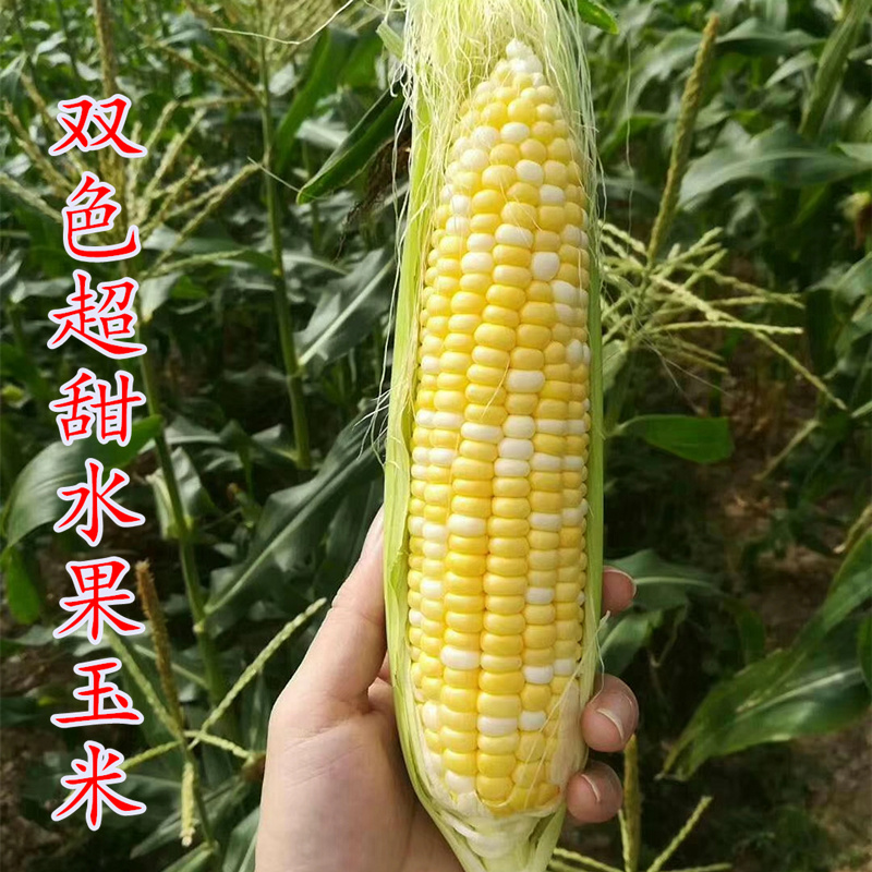 双色超甜脆蜜水果玉米种子生吃鲜食甜彩糯种籽大棒四季大田玉米籽