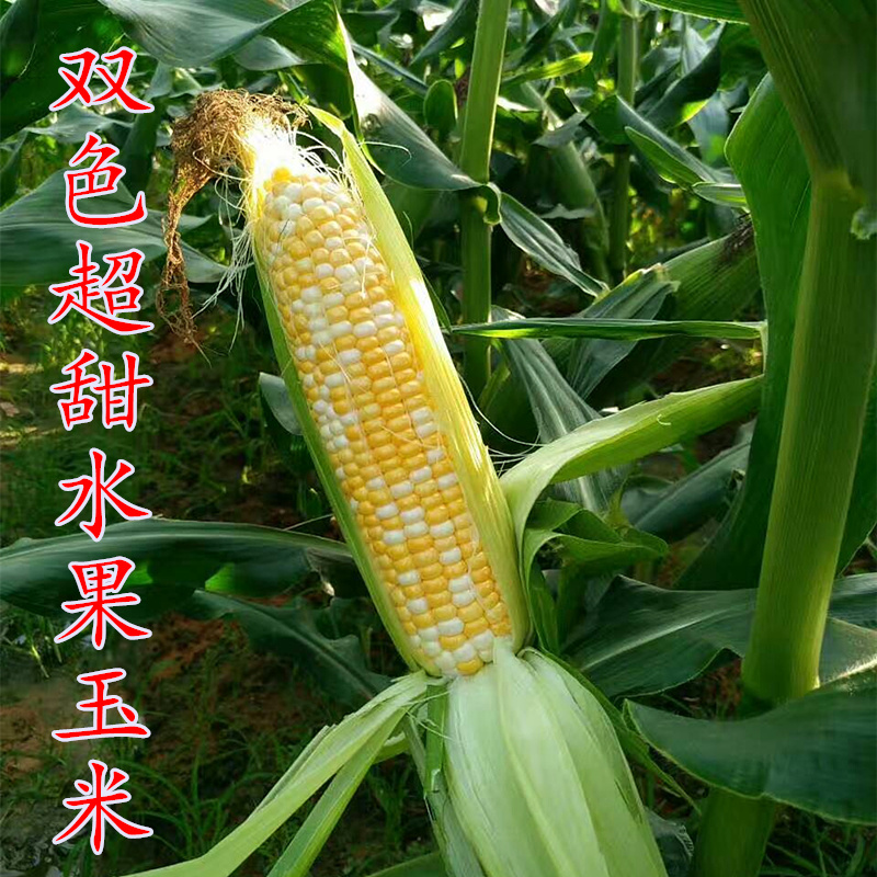 双色超甜脆蜜水果玉米种子生吃鲜食甜彩糯种籽大棒四季大田玉米籽